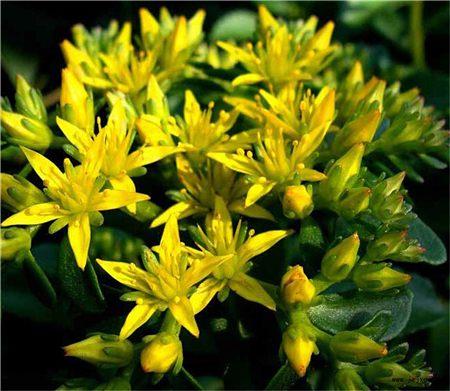 Sedum notoginseng