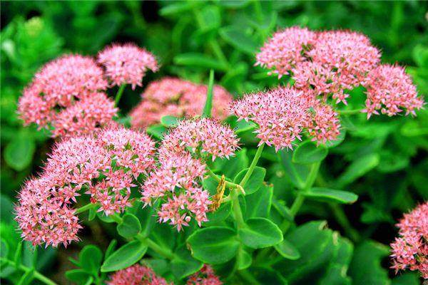 The difference between Babao Sedum and Panax Sedum