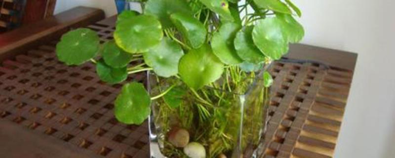 How to convert hydroponics to soil culture
