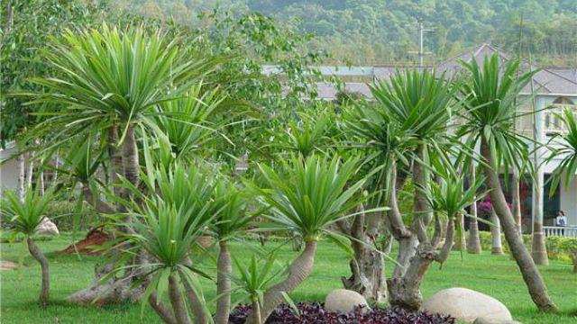 The difference between dragon's orchid and dragon's blood tree