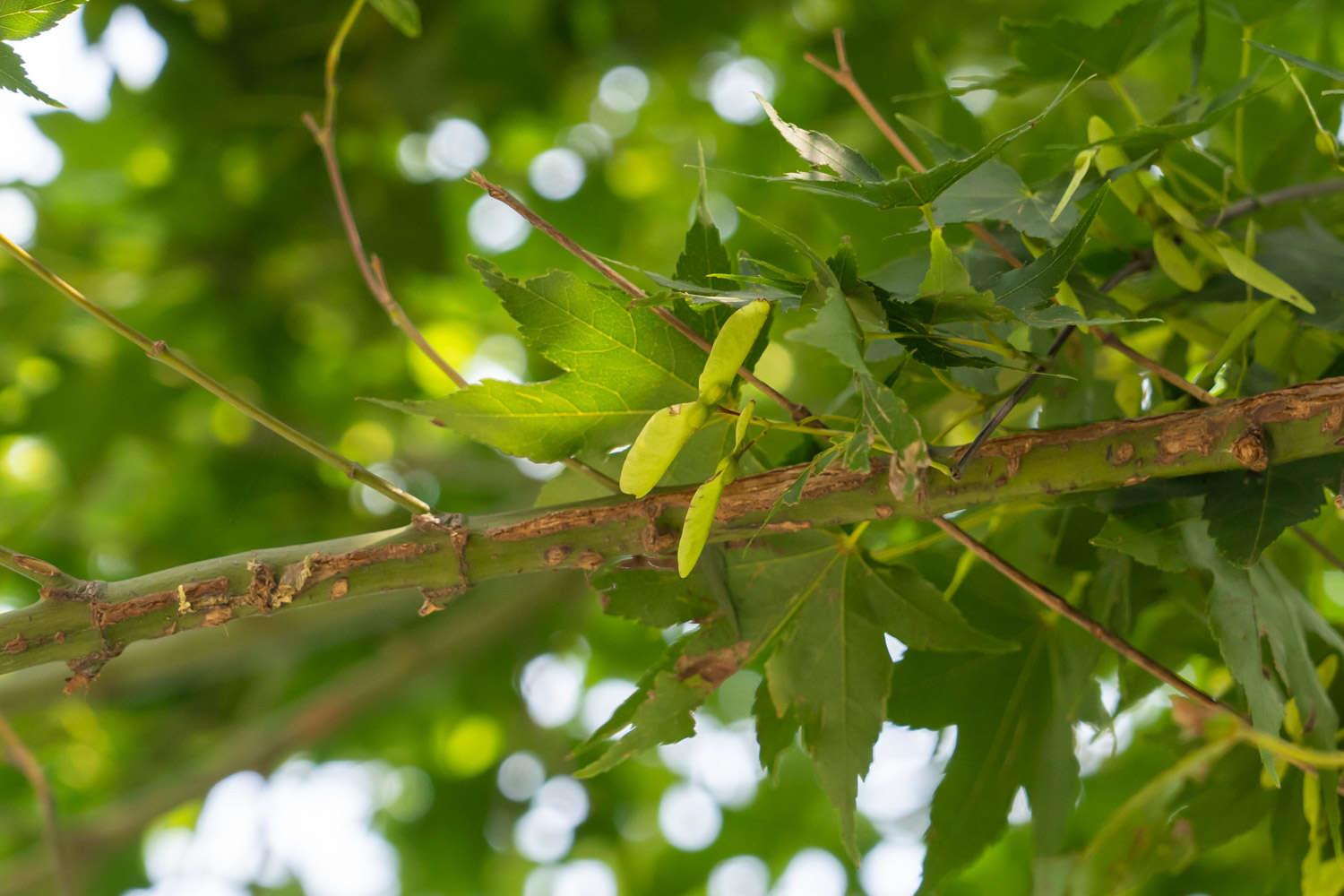 Maple Tree