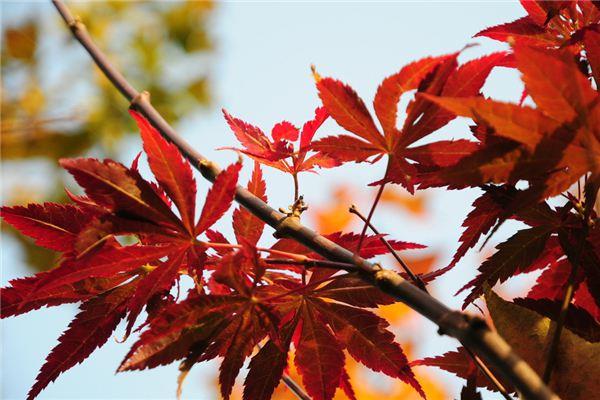 Classification of common varieties of maple trees