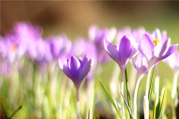 How to control the flowering period of flowers