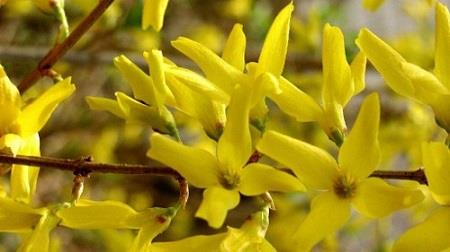 Forsythia