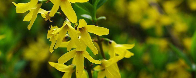 The difference between goldenrod and forsythia