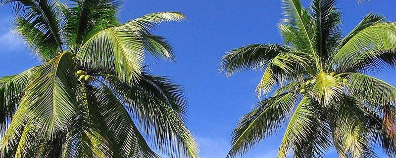 The difference between palm trees and coconut trees