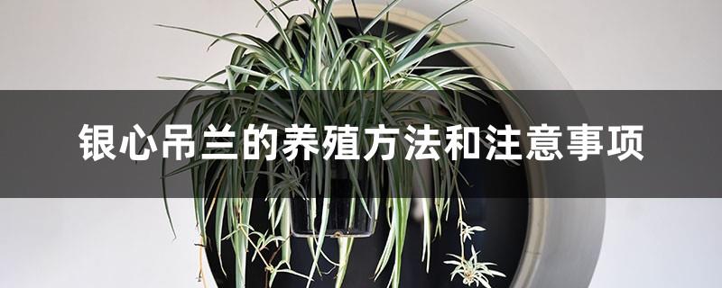 Cultivation methods and precautions of Spider Plant