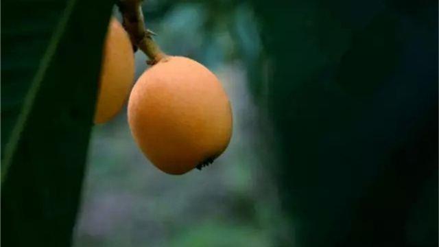 How to plant potted loquats