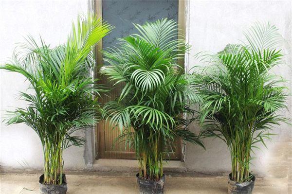 Introduction to types of potted palms