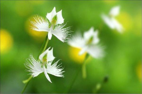 The Flower Language and Legend of Heron Grass