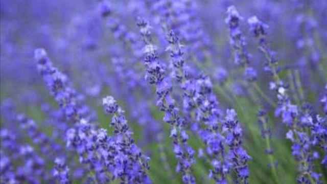 The difference between lavender and sage