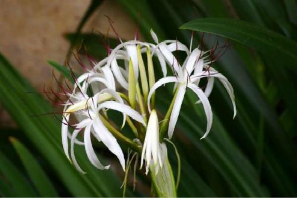 The difference between Manjushri orchid and spider orchid