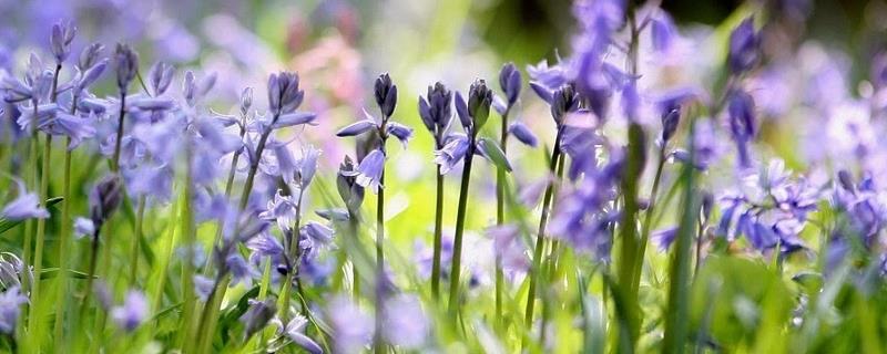 The flower language and symbolic meaning of bluebells