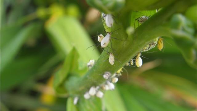 What to do if the potted flowers have aphids