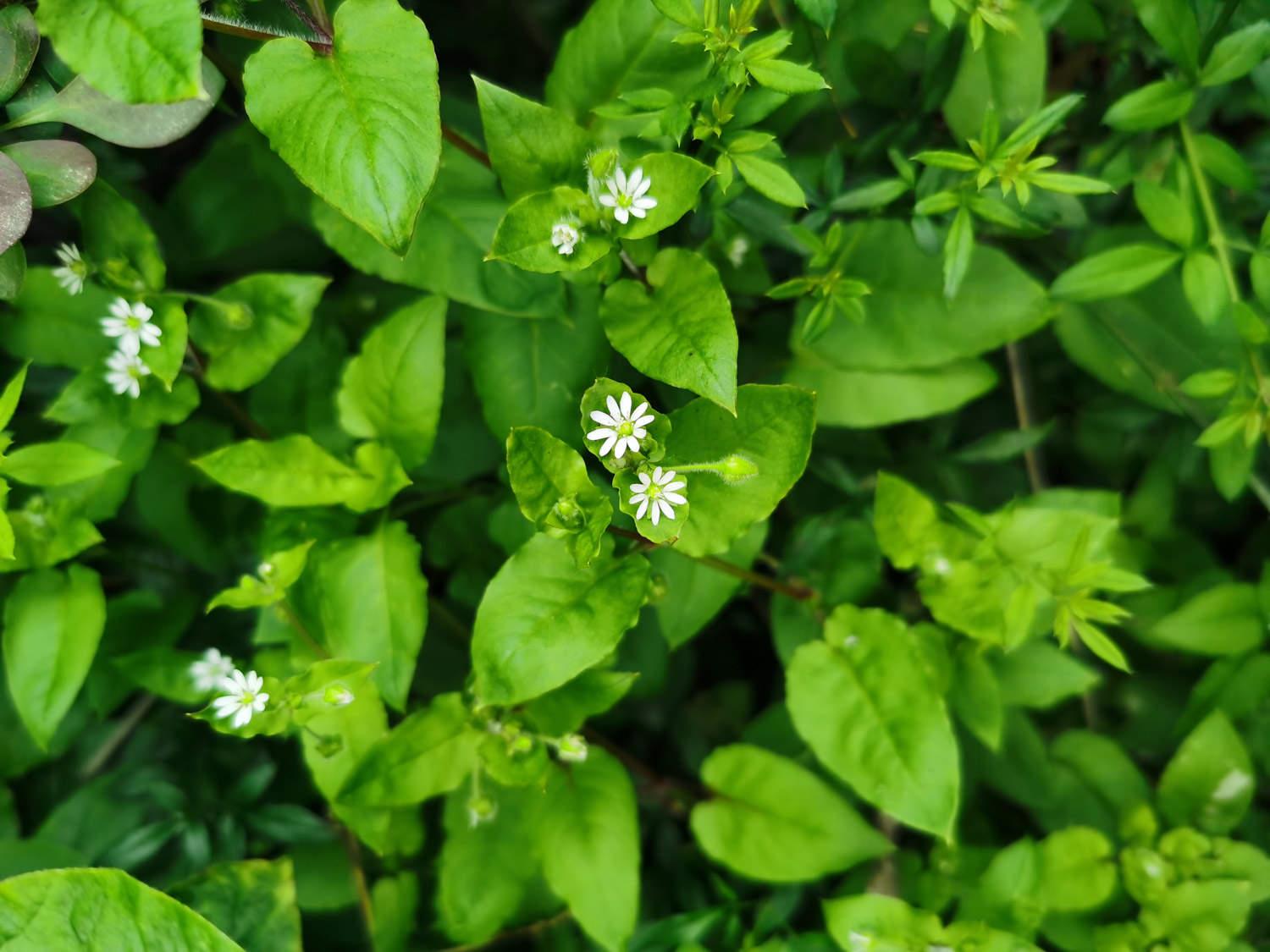 Chickweed