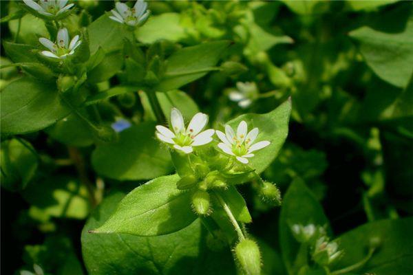 What are the varieties of chickweed