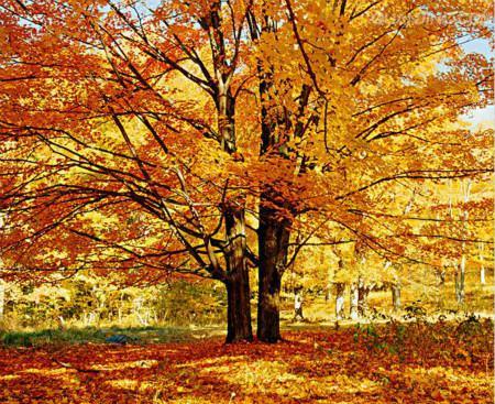 Maple trees and maple trees