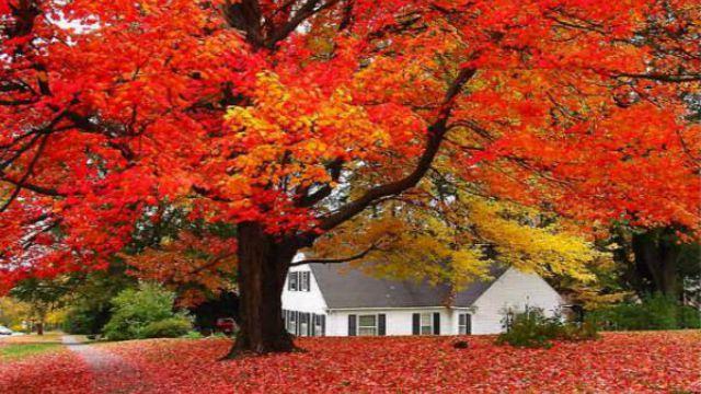 The difference between maple trees and maple trees