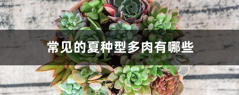 What are the common summer succulents