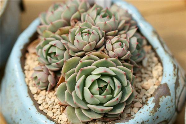 As soon as you enter the succulent greenhouse, you have a habit of buying and selling. When can you change it?