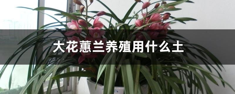 What soil is used for Cymbidium cultivation