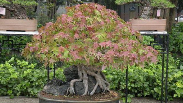 How to maintain maple bonsai