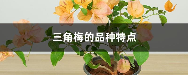 Characteristics of Bougainvillea