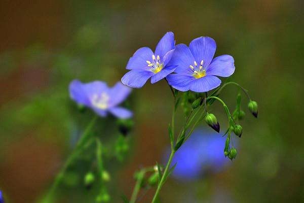 When does blue flax bloom