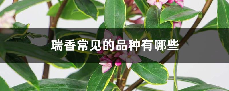 What are the common varieties of Daphne