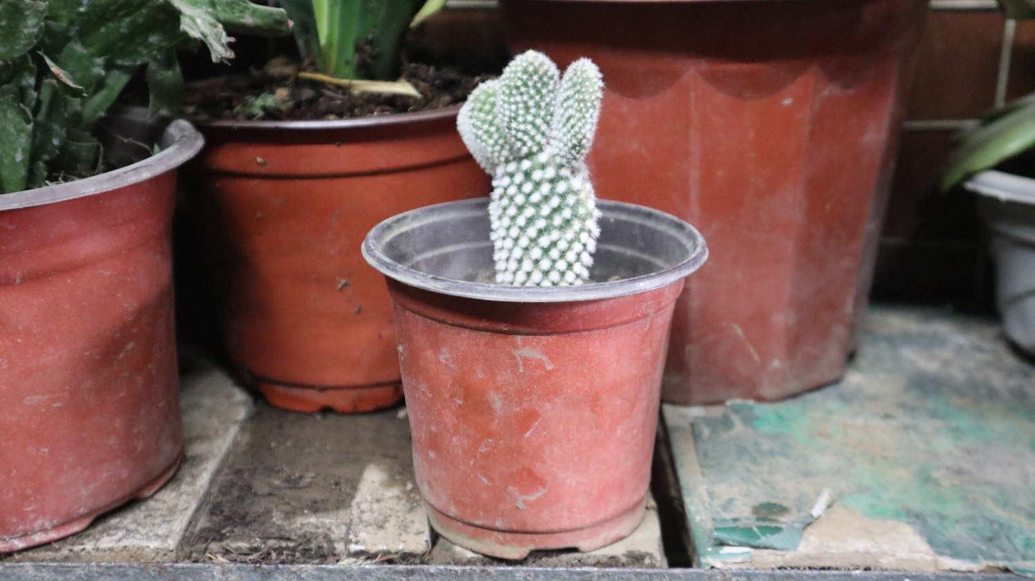 Cactus