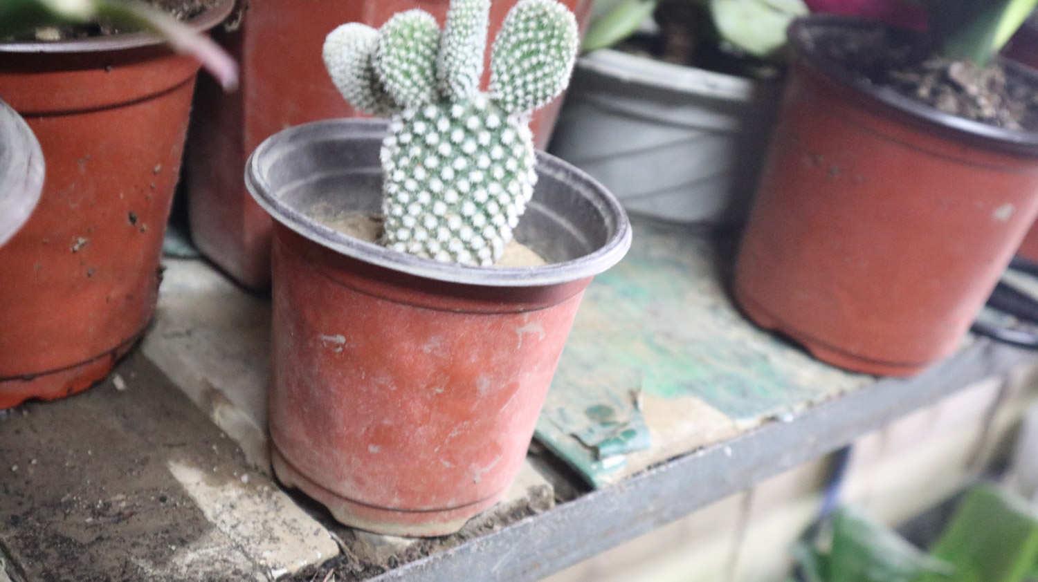 Cactus