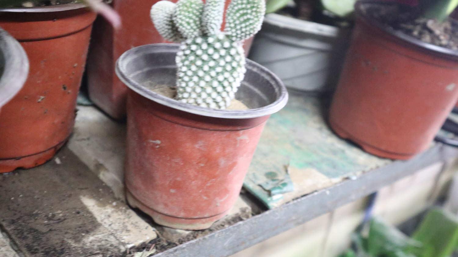  Cactus