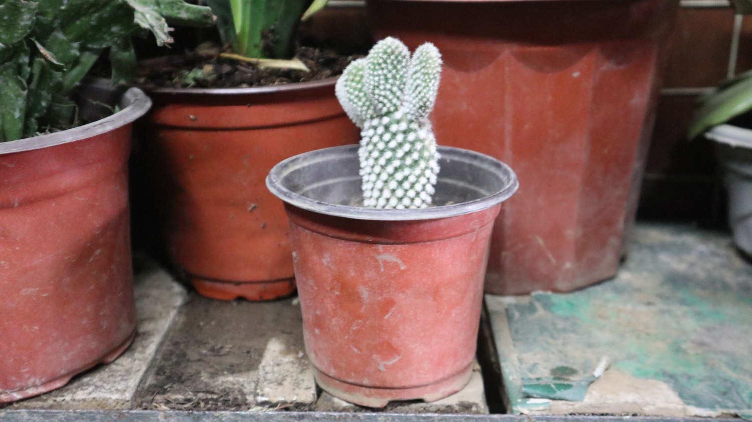 Cactus