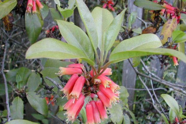 Propagation Methods of Rhododendron Tubula