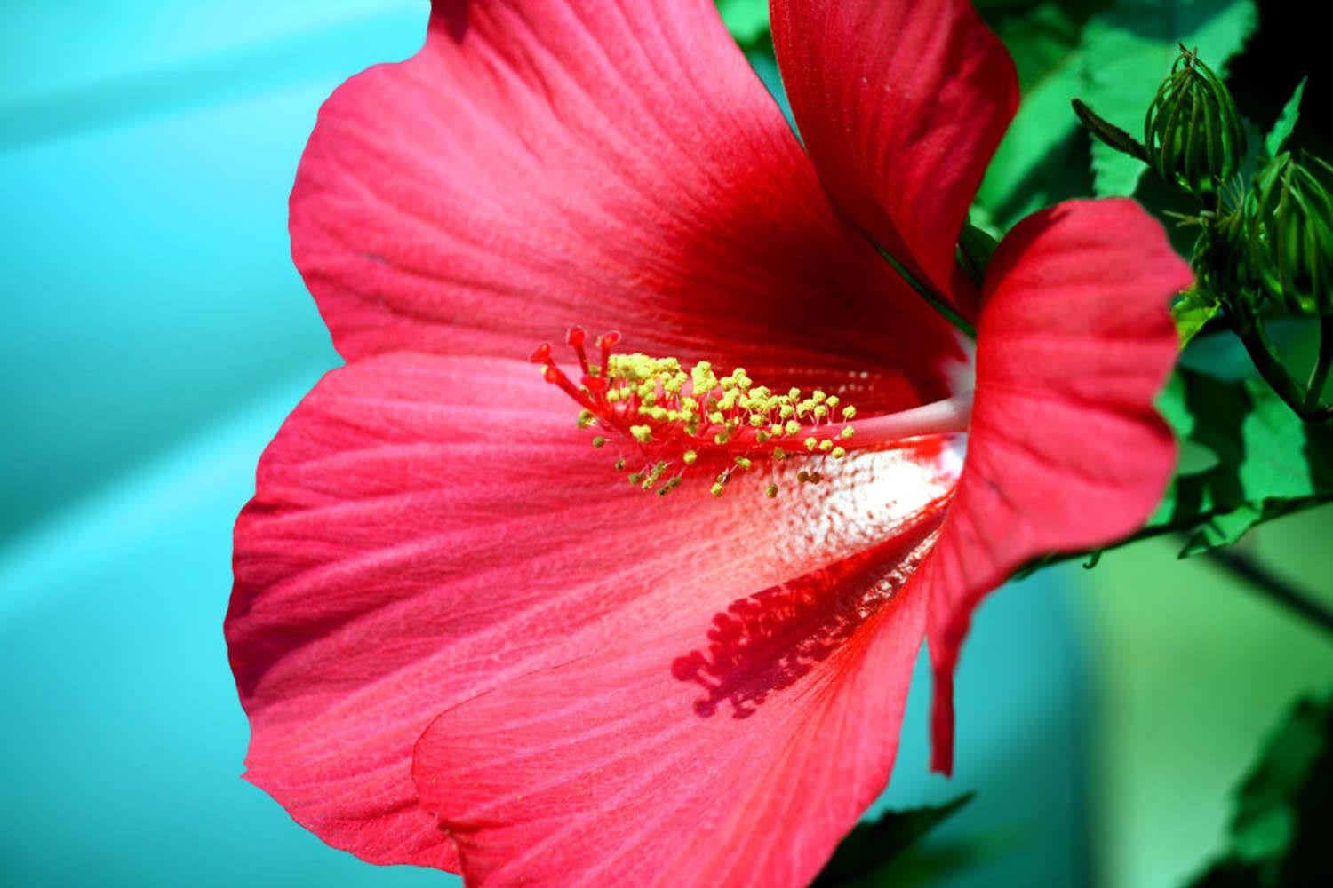 Wood Hibiscus