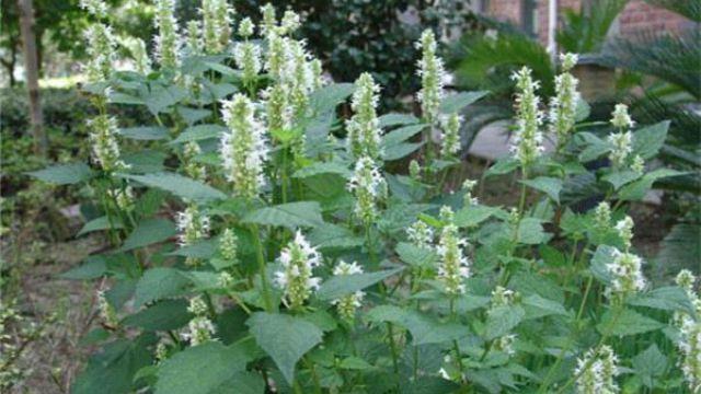 The difference between patchouli and mint