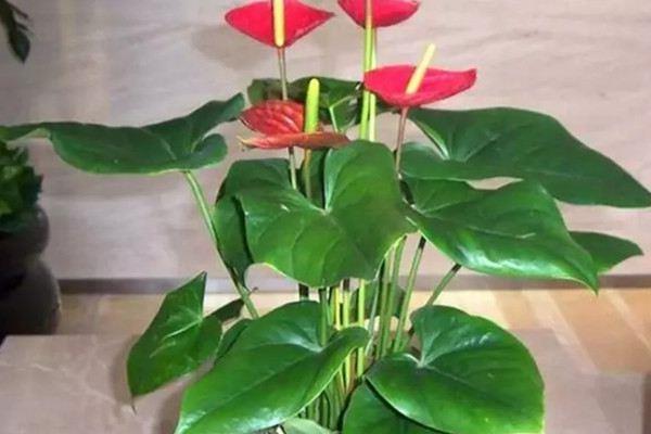 These 6 kinds of flowers will burst into bloom if you give them some water. A must for lazy people