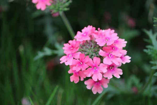 How to judge what fertilizer to apply to your flowers