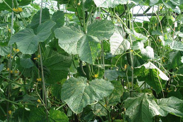 What is foliar fertilizer