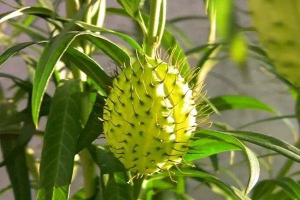 15 common fruit plants, have you seen them all