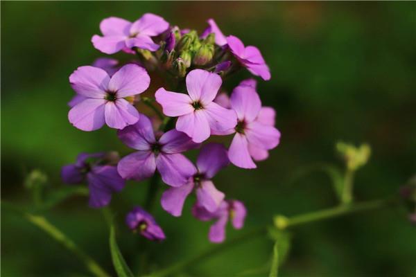 Blue mustard cultivation methods and precautions