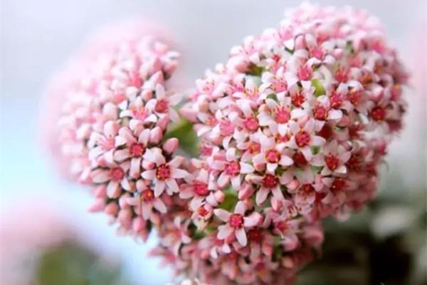 Beautiful succulent blooms, stunning