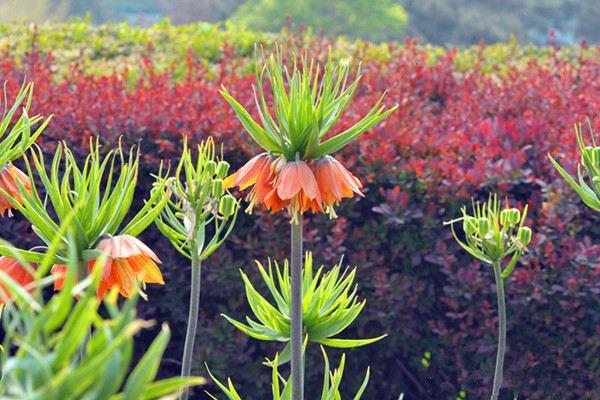 When does Fritillaria bloom