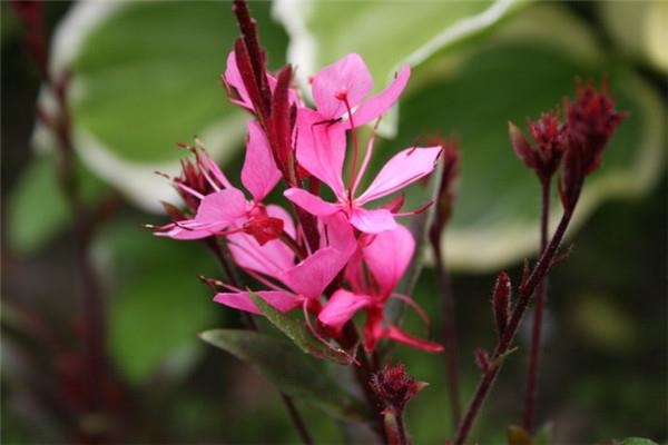 What are the varieties of plover flowers