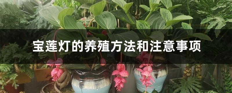 Baolian lantern breeding methods and precautions