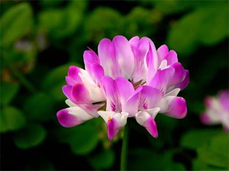 Miracles milk vetch pictures