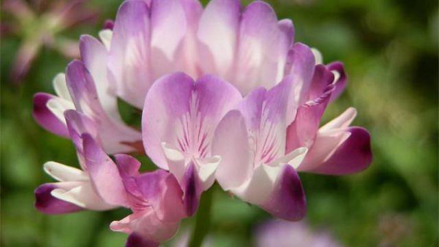 The difference between milkvetch and alfalfa