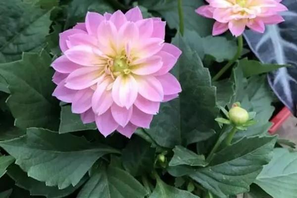 Being a beautiful woman starts by growing flowers and vegetables