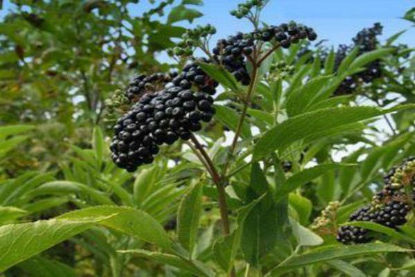 What are the varieties of elderberry