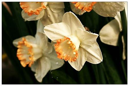 Narcissus